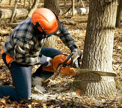Tree Removal in Middle Haddam, CT